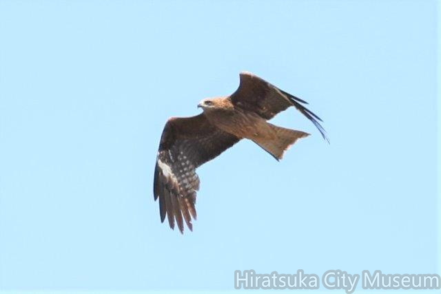 トビ2023.04.27平塚（撮影　鈴木真由美）.jpg