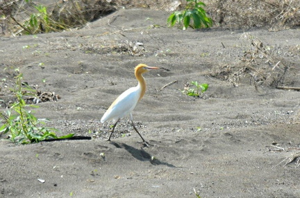 アマサギ2023.06.13平塚（撮影　岡根武彦）