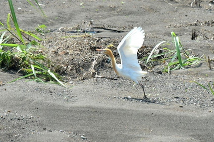 アマサギ2023.06.13平塚2（撮影　岡根武彦）