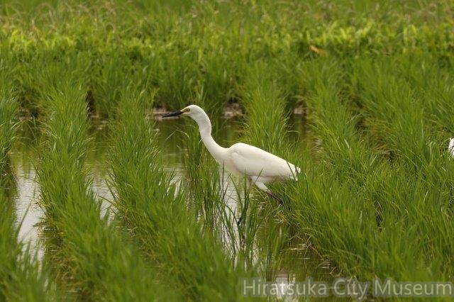 チュウサギ2023.07.04平塚