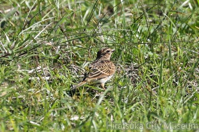 ヒバリ2023.10.16平塚(撮影 鈴木真由美)