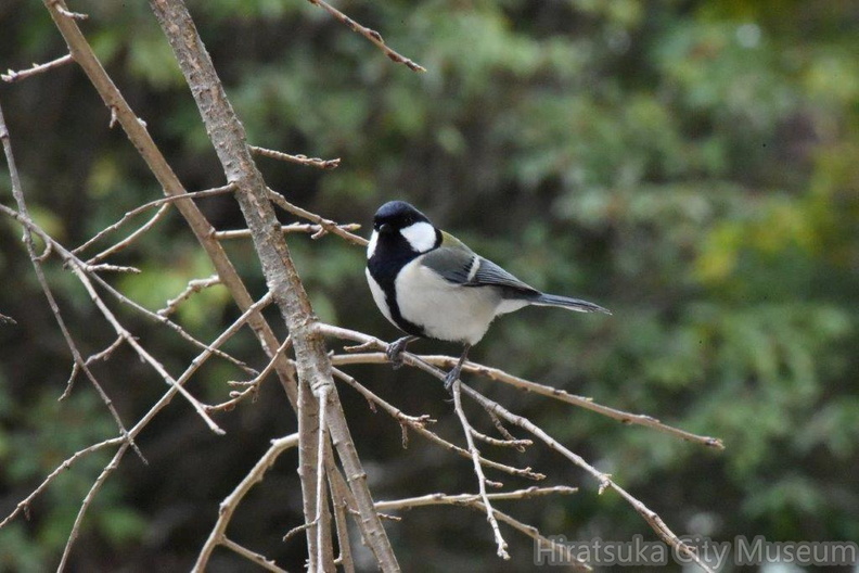 シジュウカラ♀2024.03.19平塚（撮影　岡根武彦）