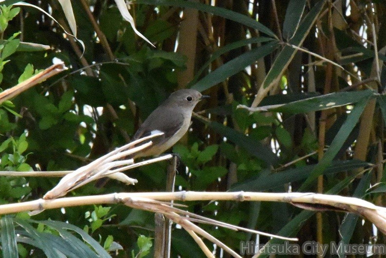 ジョウビタキ♀2024.03.27平塚（撮影　岡根武彦）