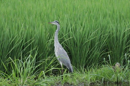 アオサギ幼鳥、カルガモ2024.08.01平塚（撮影　鈴木真由美）