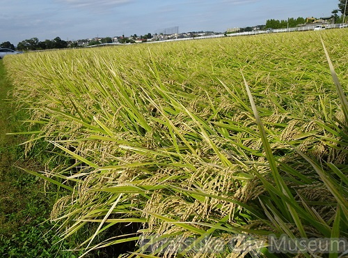 収穫前の稲2022.09.28平塚（撮影　松本富美江）