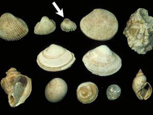 縄文時代の貝化石