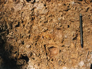 泥岩中の小タマネギ石