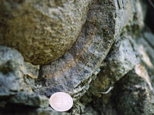 タマネギ石の厚い皮