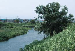 渋田川と鈴川の合流点にあるセイコヤナギ