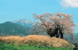 塚越古墳の上ではもうすぐ桜が開花
