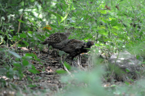 幼鳥♀（左）と♂（右）
