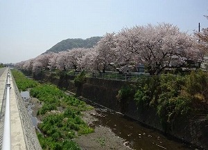 桜と高麗山