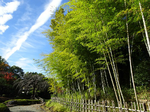 日本庭園の竹林