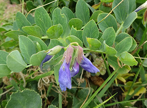 青紫色の花