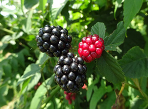 熟した黒い実と若い赤い実
