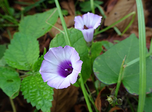 薄紫の花、中央が濃い