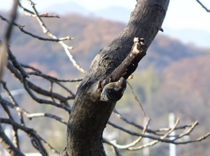 木の幹に止まるコゲラ