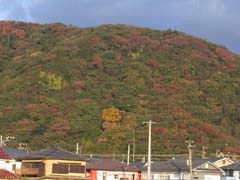 高麗山の紅葉