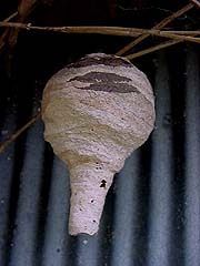 コガタスズメバチの作りかけで放棄された巣