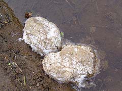 シュレーゲルアオガエルの卵