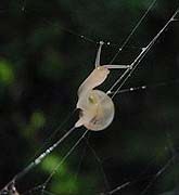 クモの糸をわたるカタツムリ