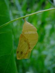 クロコノマチョウの蛹の殻