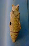 ナミアゲハの蛹殻