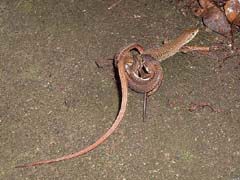 カナヘビの交尾